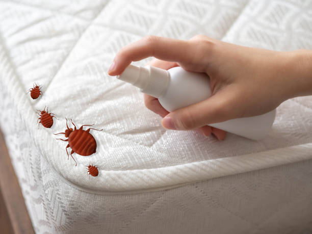 Best Bed Bug Extermination  in Weedsport, NY